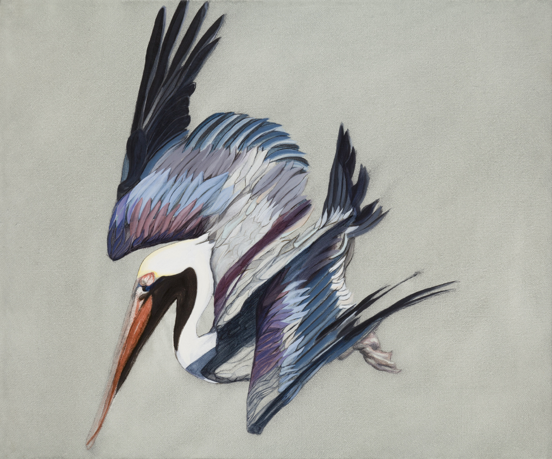 Pelecanus occidentalis, western water carrier, oil on canvas, 25x30m